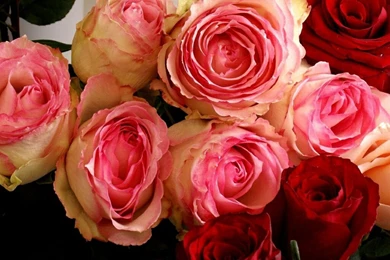 Flowers For Flower Lovers.: Beautiful Rose Flowers Wallpapers.