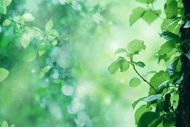 Green Leaf Green Life – Nature Forests HD Desktop Wallpapers