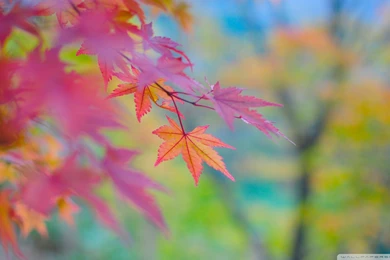 Autumn Colors In Japan HD Desktop Wallpapers : High Definition ...