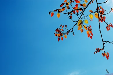 Wallpapers Autumn Colors S Captivating 1440x900