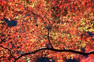 1920x1080 Autumn Colors Desktop PC And Mac Wallpapers
