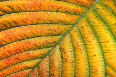 Desktop Wallpapers · Gallery · Computers · Autumn Colors Vista ...