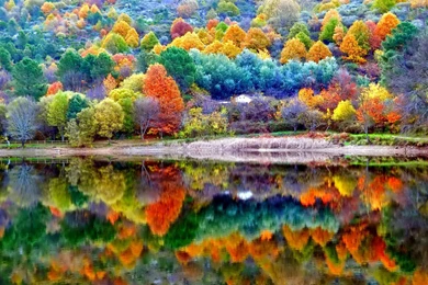 Autumn Color Palette Of The Forest Wallpapers