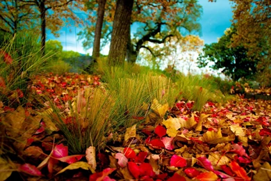 The Colors Of Autumn