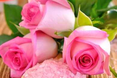 New iPad Air, 4, 3, iPad Mini Retina Rose Wallpapers HD, Desktop ...