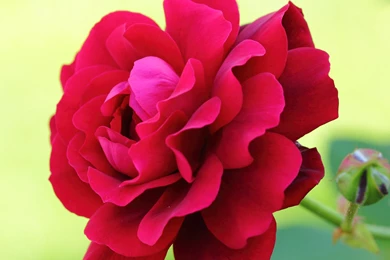 2048x2048 Wallpapers Rose Photo New iPad Wallpapers For Retina Display