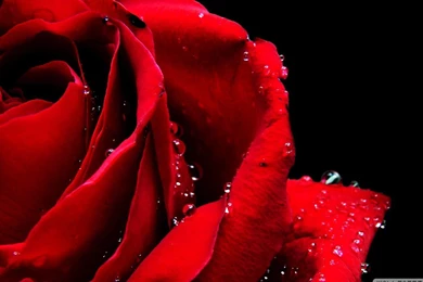 New Rose Wallpapers 23, Rose Flower Images, Rose Pictures And ...