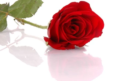 Stock Photos: Free Photos Of Roses