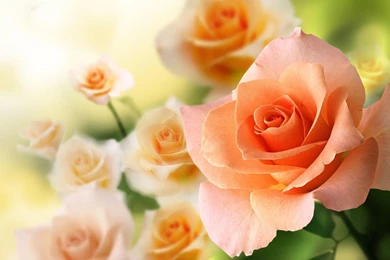 Roses Live Wallpapers   Android Apps On Google Play