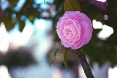 Pink Roses Wallpapers : Desktop And Mobile Wallpapers : Wallippo