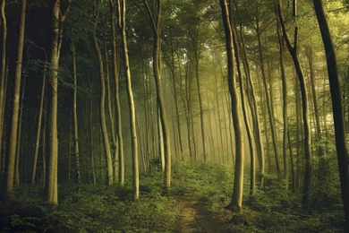 Green, Landscapes, Nature, Trees, Dawn, Plants, Trail, Mystical ...