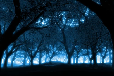 Mystical Forest Blue Light Effect   1680x1050   Wallpapers