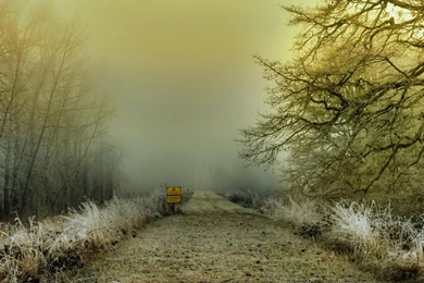 GO INTO THE MYSTICAL FOREST AT YOUR OWN RISK WALLPAPER (