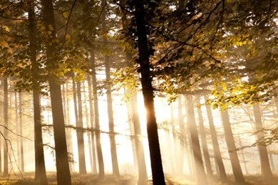 Mystical Forest II HD Desktop Wallpapers : High Definition ...