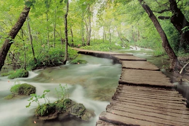 Mystic Forest Animated Wallpapers   DesktopAnimated.com