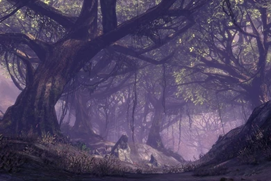 Mystic Forest Nature Wallpapers 10050   Pacify Mind