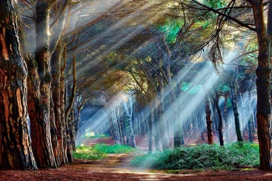 Forests: Mystical Forest Woods Light Blue Green Tree Peisaj Free ...