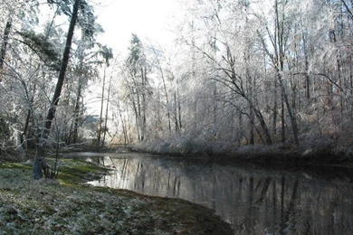 My Free Wallpapers   Nature Wallpapers : Mystical Forest