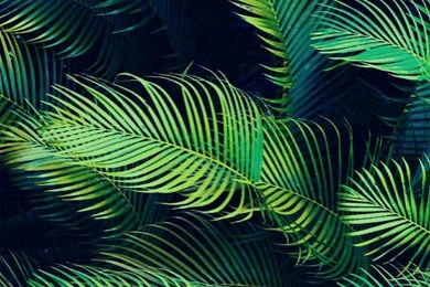 Palm Trees On Pinterest