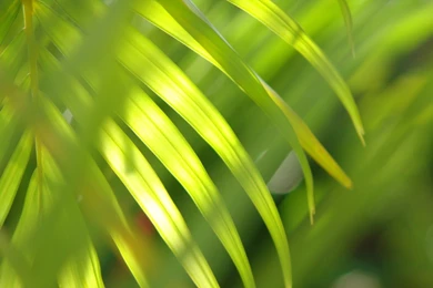 11 Lovely HD Palm Leaf Wallpapers HDWallSource.com