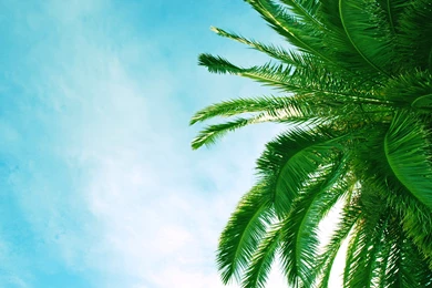 Wallpapers Palm, Leaf, Sky, Blue Sky Desktop Wallpapers » Nature ...