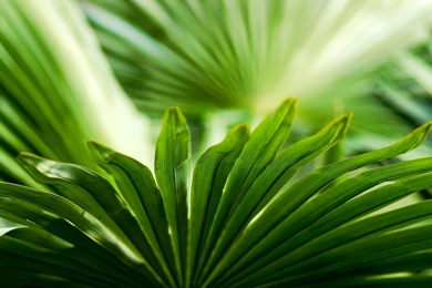 Wallpapers Macro, Green, Palm, Leaf, Fan, Palm Fan.