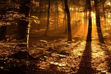 Sun, Woods, Landscape, Wallpapers, Hot, Hdwallpapers, Widescreen ...