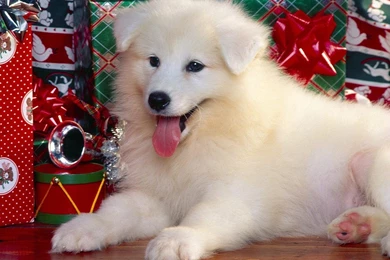 Cute White Puppies Wallpapers HVGJ   PetPictures