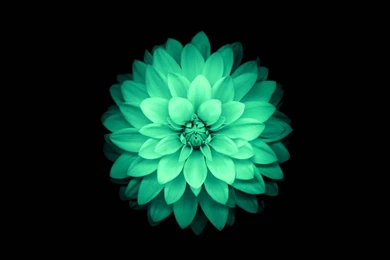 Apple Flowers HD Top Wallpapers 7976 Hd Wallpapers