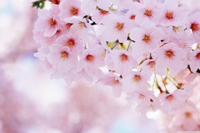 Cherry Blossom Wallpapers Collection (32+)