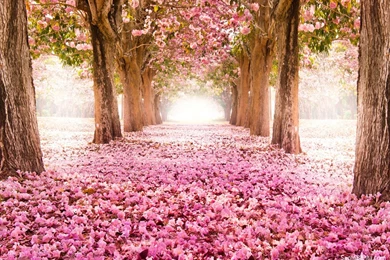 Cherry Blossom Wallpapers