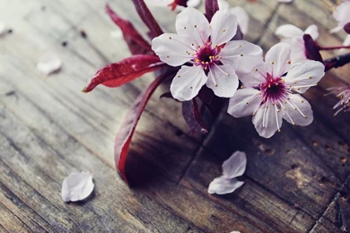 Cherry Blossom Pictures