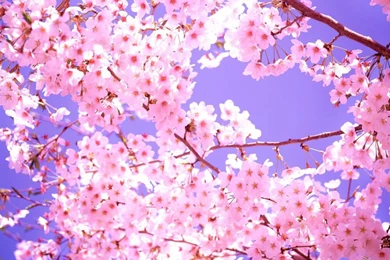 Pretty Cherry Blossom Wallpapers