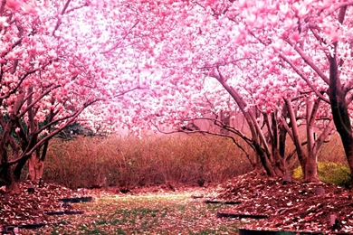 Cherry Blossom Pictures