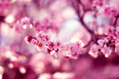 Cherry Blossom Spring Hd Wallpapers Wallpapers