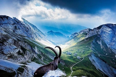 Capricorn Live Wallpapers   Android Apps On Google Play