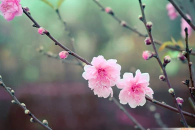 Wallpapers Cherry Blossom That Flower 1600x900