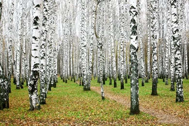 White Birch Forest Wallpapers Wall Mural