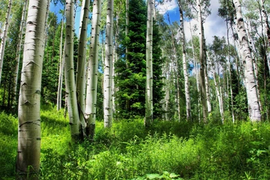 Birch Forest In Summer Wallpapers And Images   Wallpapers ...