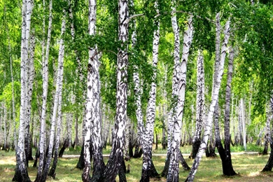 Birch Forest HD Wallpapers