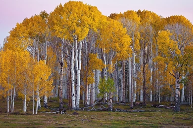 Birch Tree Wallpapers