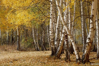 BIRCH TREES FOREST WALLPAPER   (