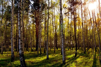 Leafless Birch Forest Mac Wallpapers Download