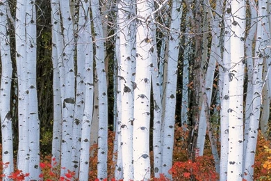 Download Wallpapers 3840x1200 Forest, Trees, Birch, Moss Dual Wide ...