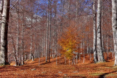 Nature Birch 1920x1080px › HQ Definition Pic