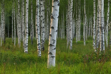 Birch Forest In Sweden Wallpapers And Images   Wallpapers ...