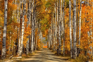 Path Through The Forest Wallpaper_other_health Questions,pictures ...