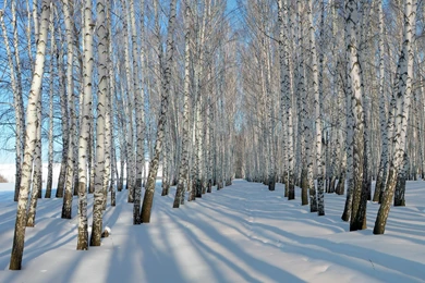 Winter Birch Trees Wallpapers » WallDevil   Best Free HD Desktop ...