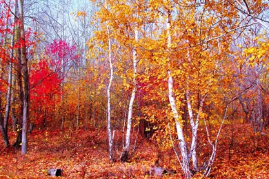 Gold Autumn In Birch Forest   (