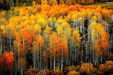 Splendid Autumn Birch Forest 1920x1200 HD Wallpapers